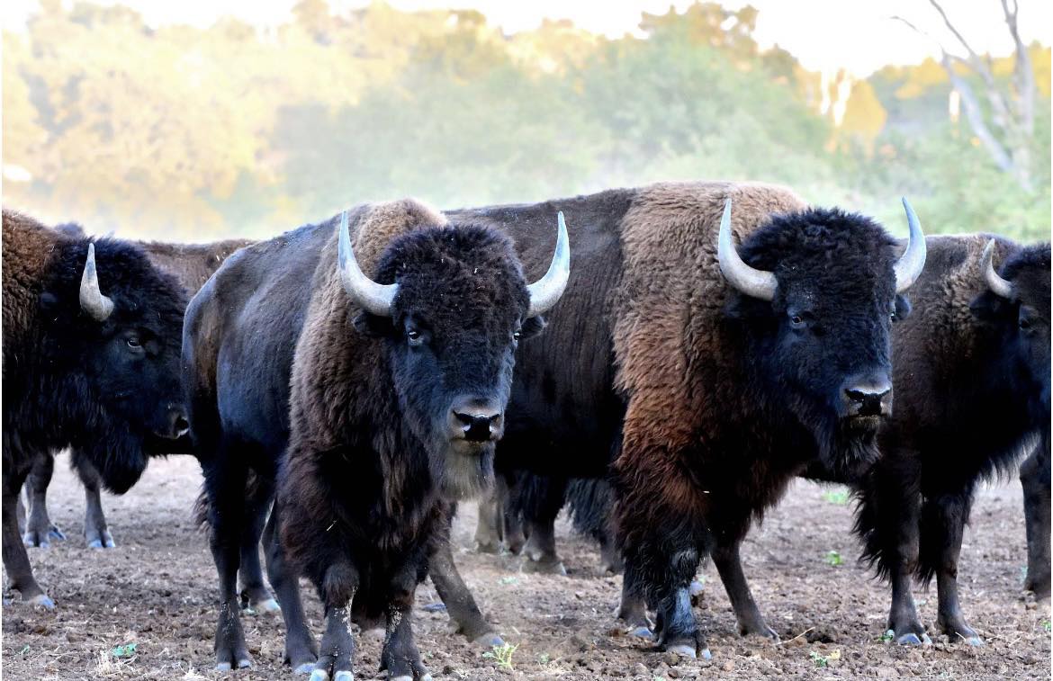 Tarbone Ranch | Lawton OK