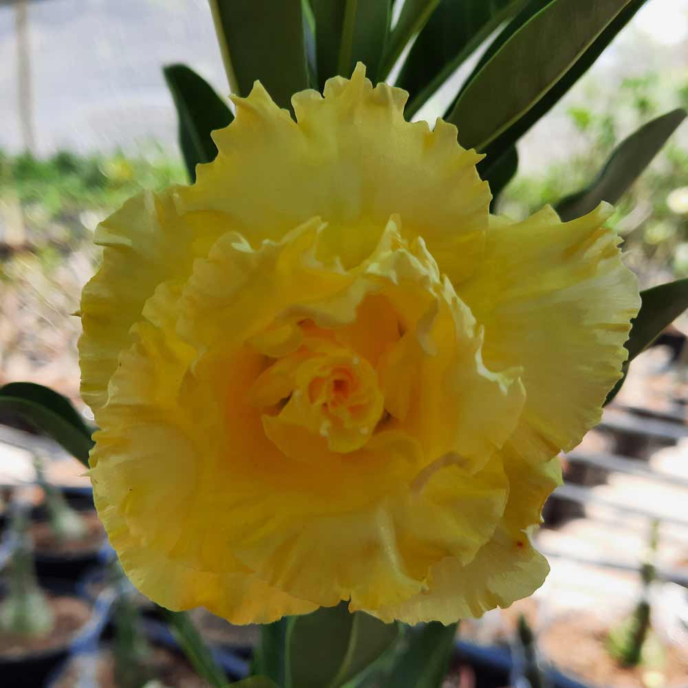 Rosa do Deserto - Valmor Adenium