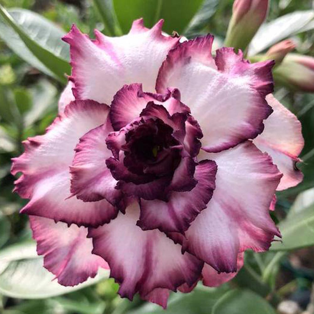 Rosa do Deserto - Valmor Adenium