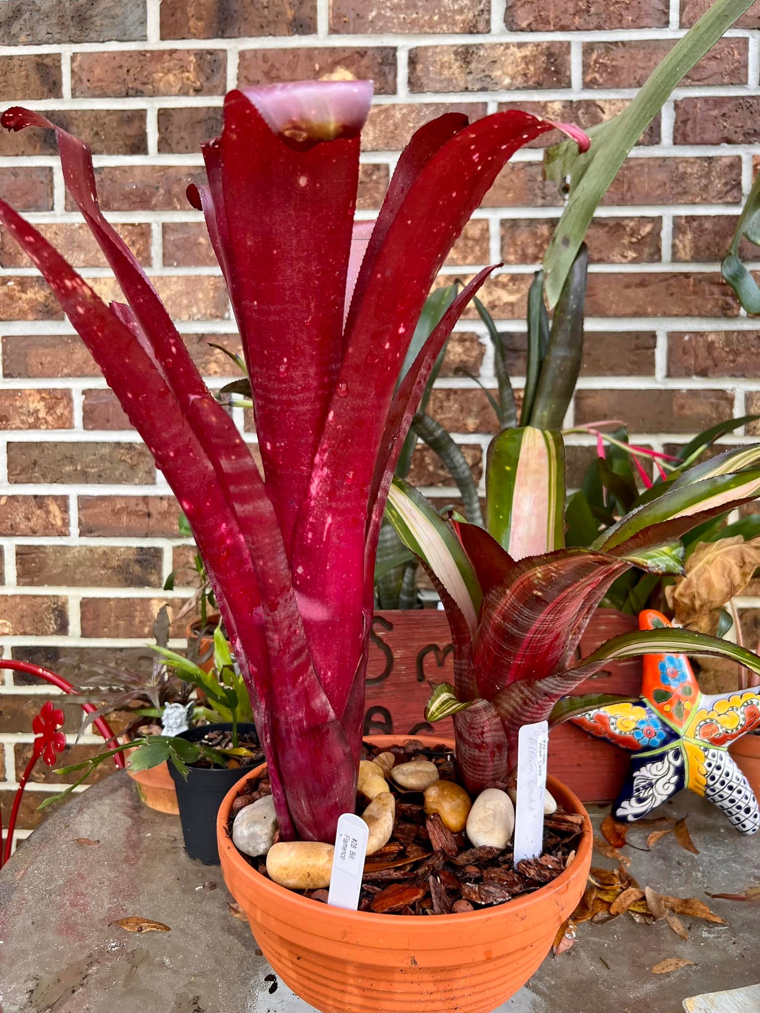 Billbergia 'Incendiary Delight' bromeliad plant