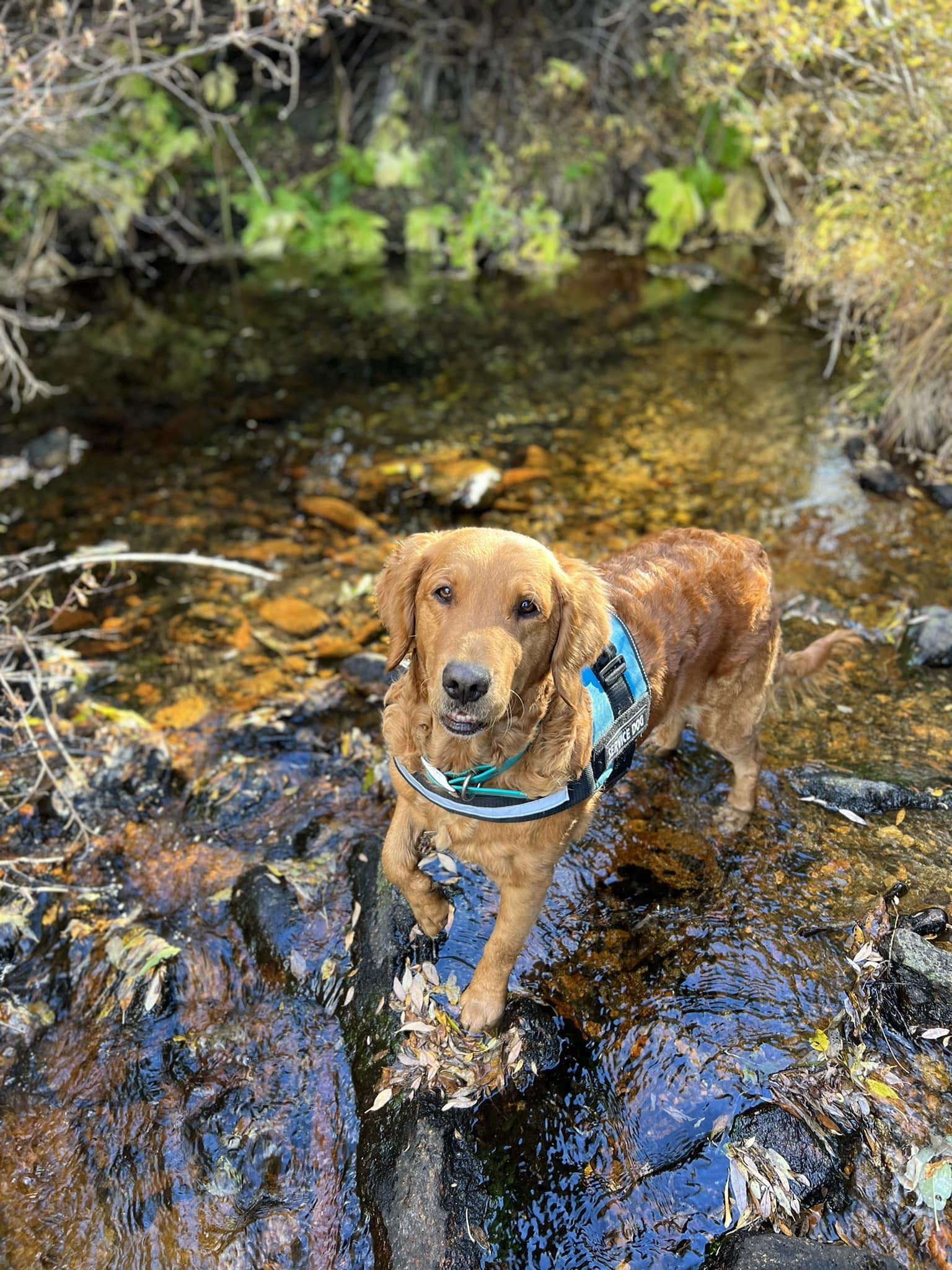Curated visual reference: Semper Canis Dog Training Photo Inspiration