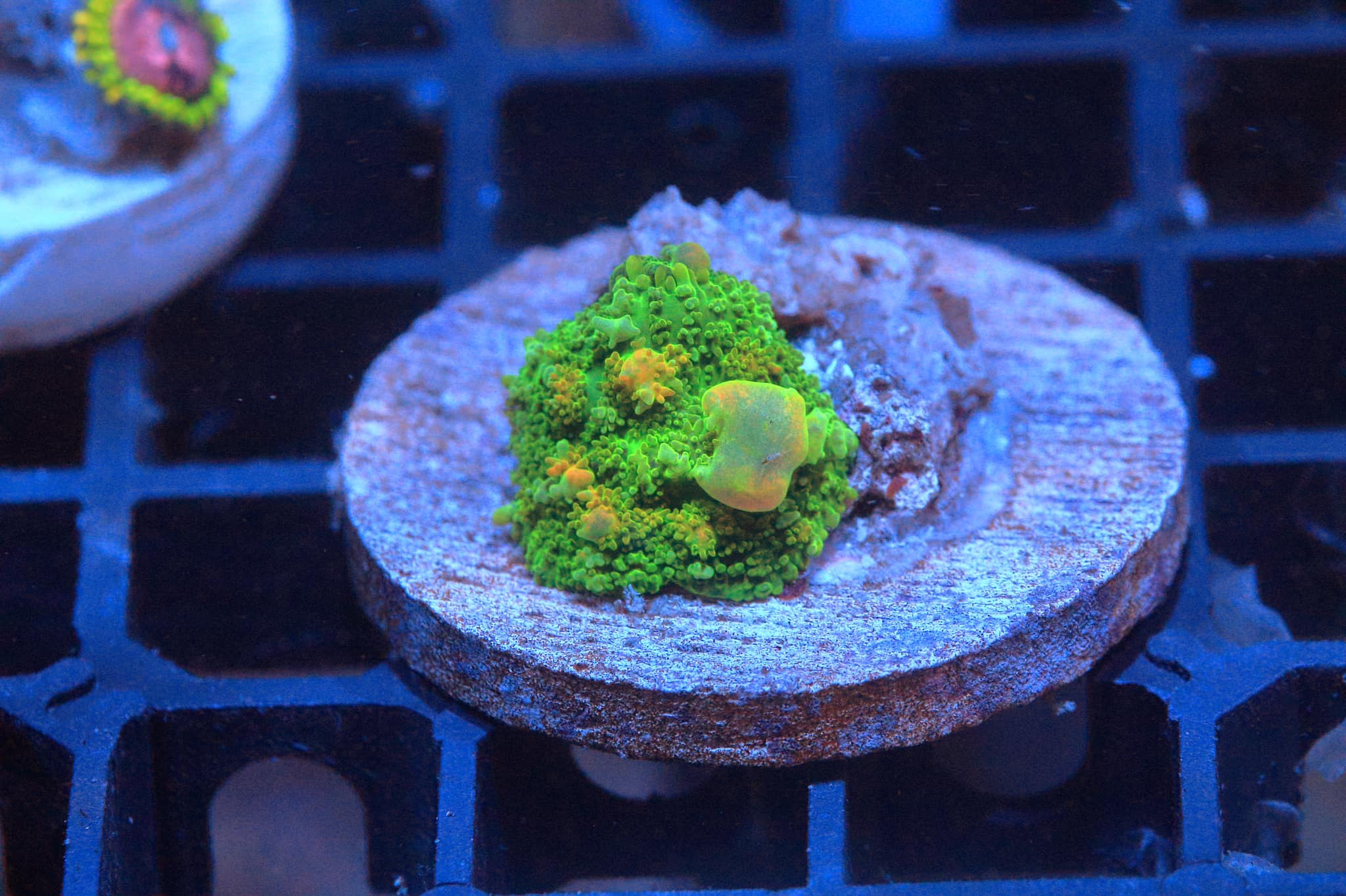 Frag Farm Ltd - The latest update is now ready on the...