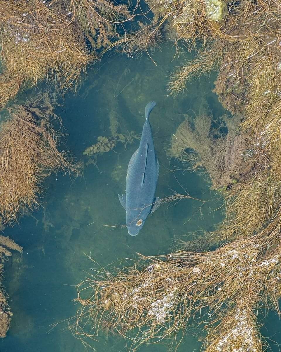 Ale przyłapany ! 🐟 Jak tu mu... - Big Fish 