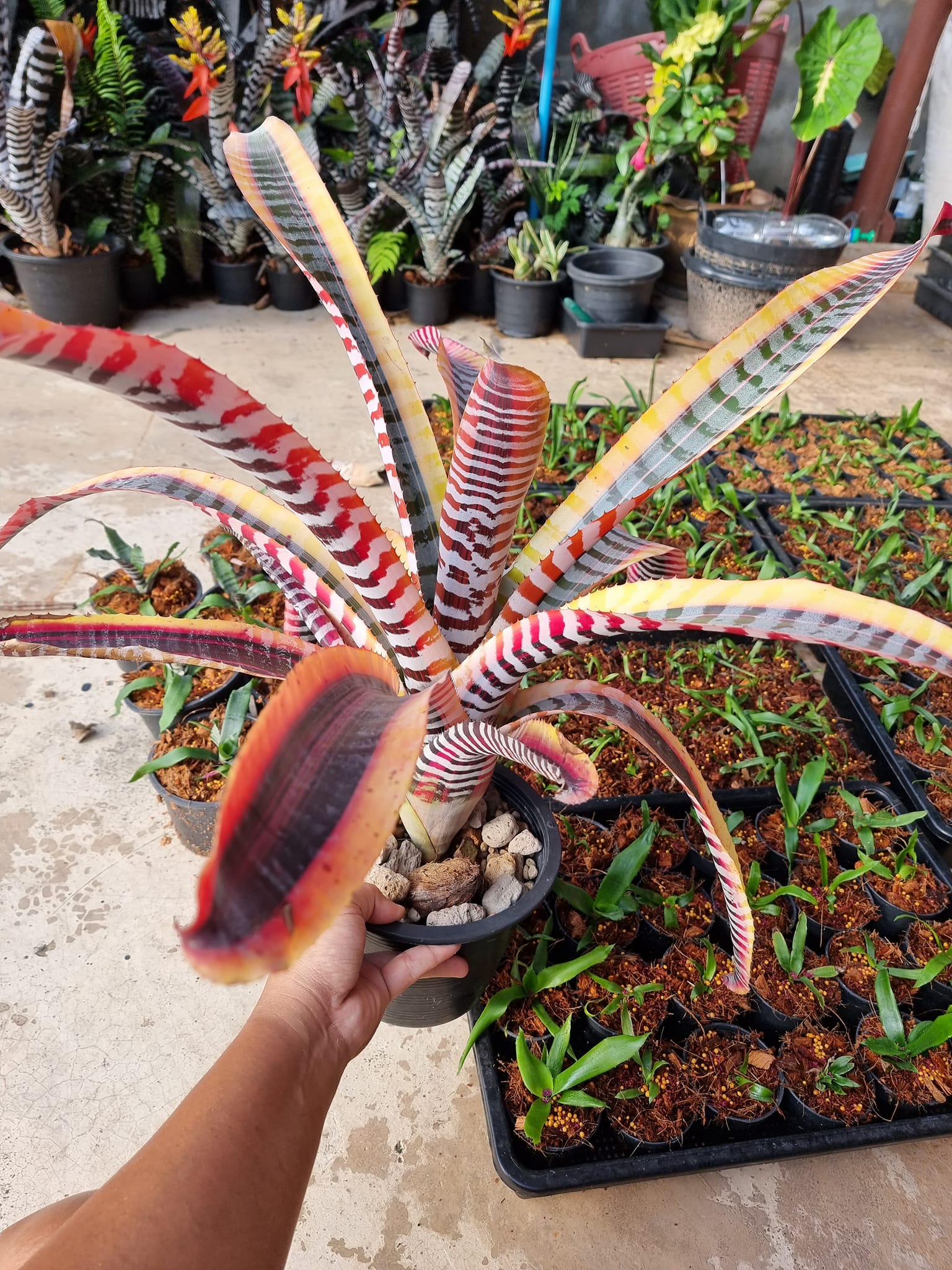 Aechmea . ??? Plant from Black Ice Seeding Select