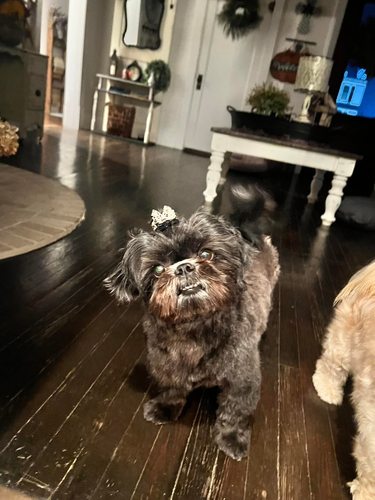 House Call Dog Grooming By Tana & Pet Sitting | Johnson City TN