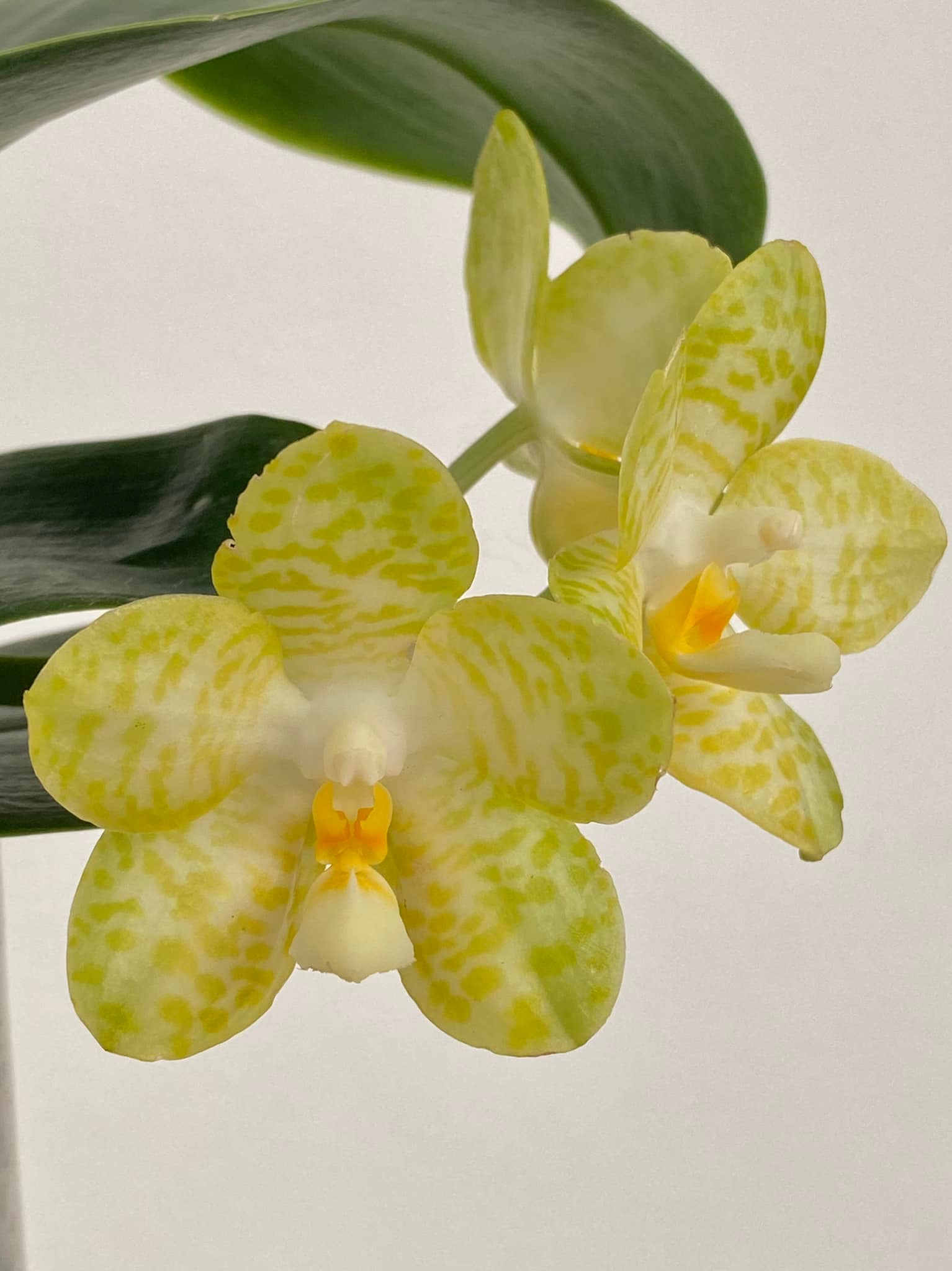 Phal. Yungho Gelb Canary x mannii var. flava First seedling from