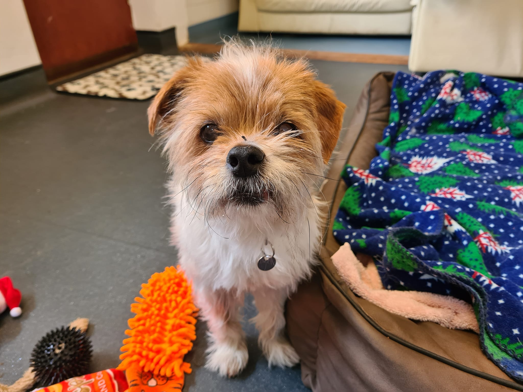 New girl Roxy is on the look out... - RSPCA Suffolk Central | Facebook