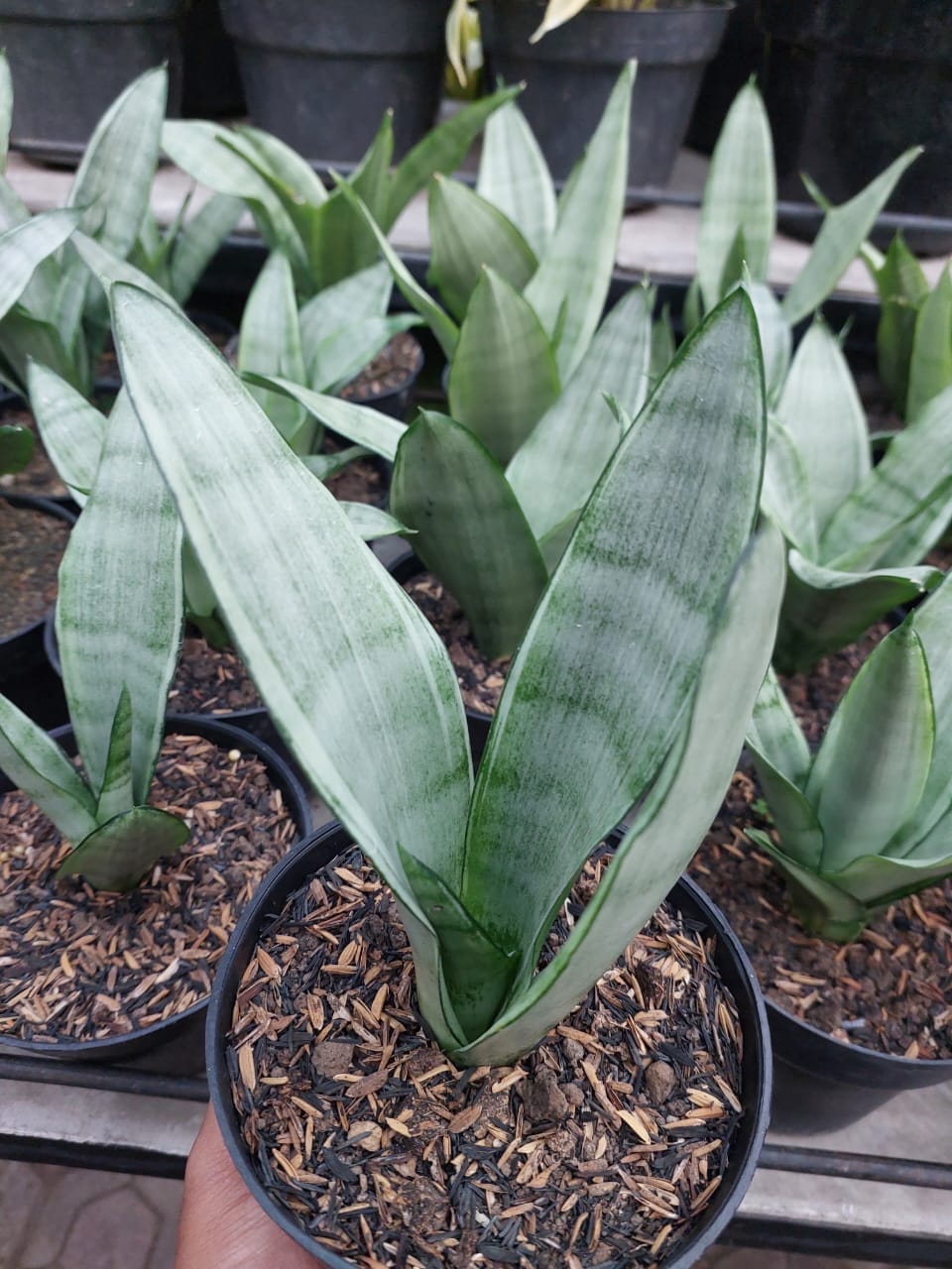Good Evening 😆 Sansevieria Silver dragon V.