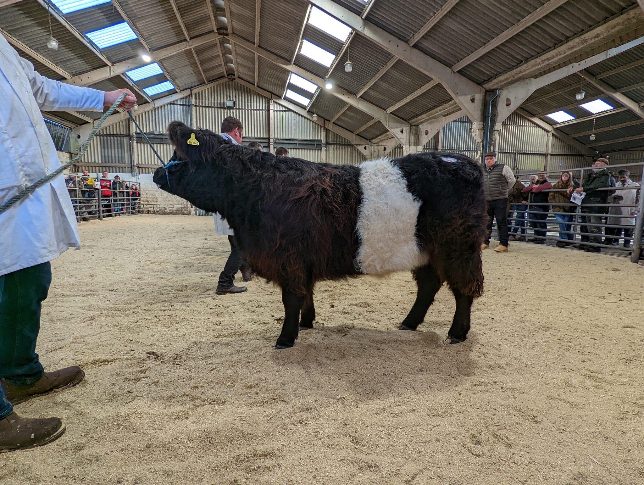 Belted... - Belted Galloway Cattle Society for UK and Eire