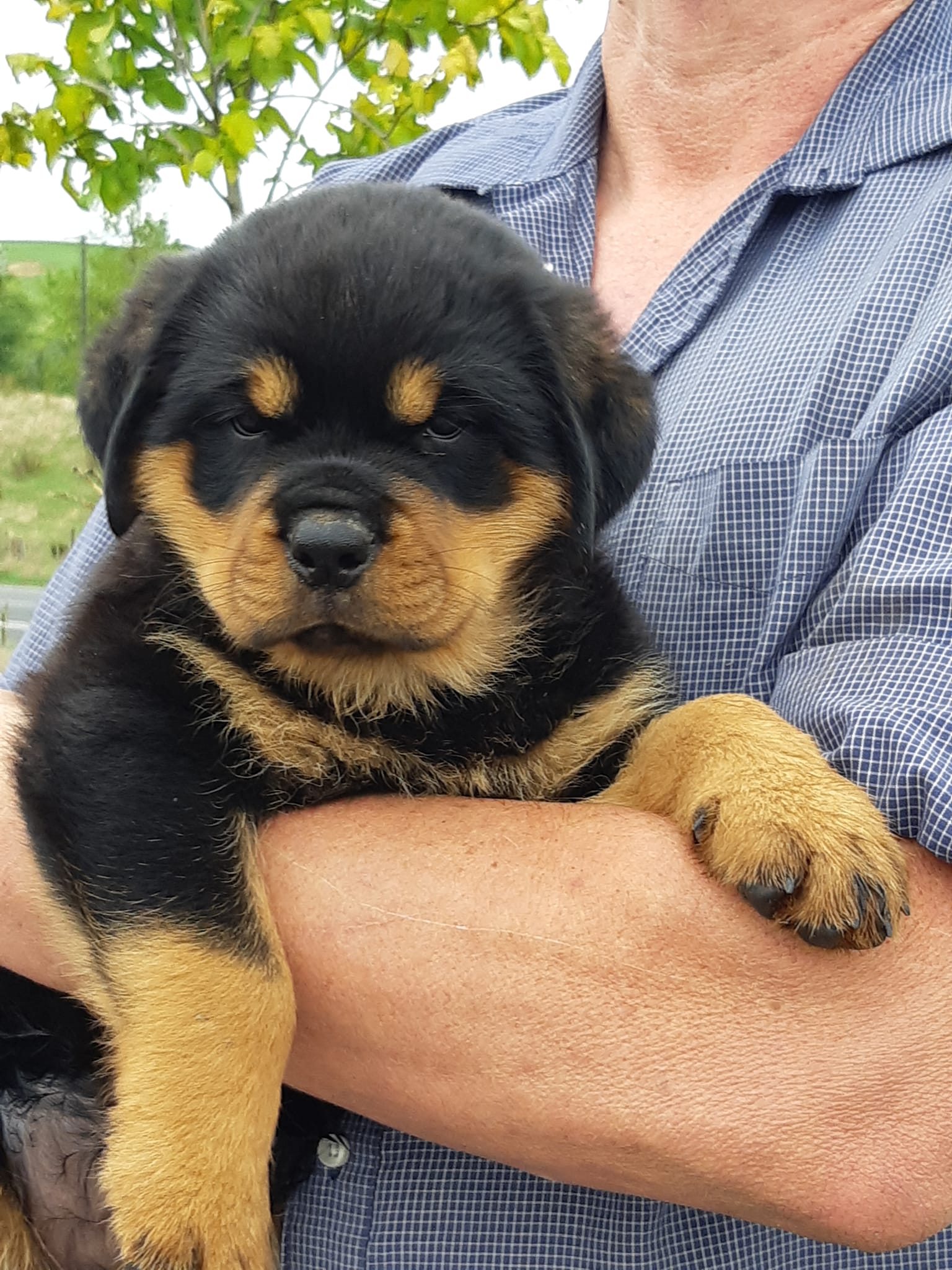 Here are the dolly kids 7 weeks old.... - Moya Rottweilers | Facebook