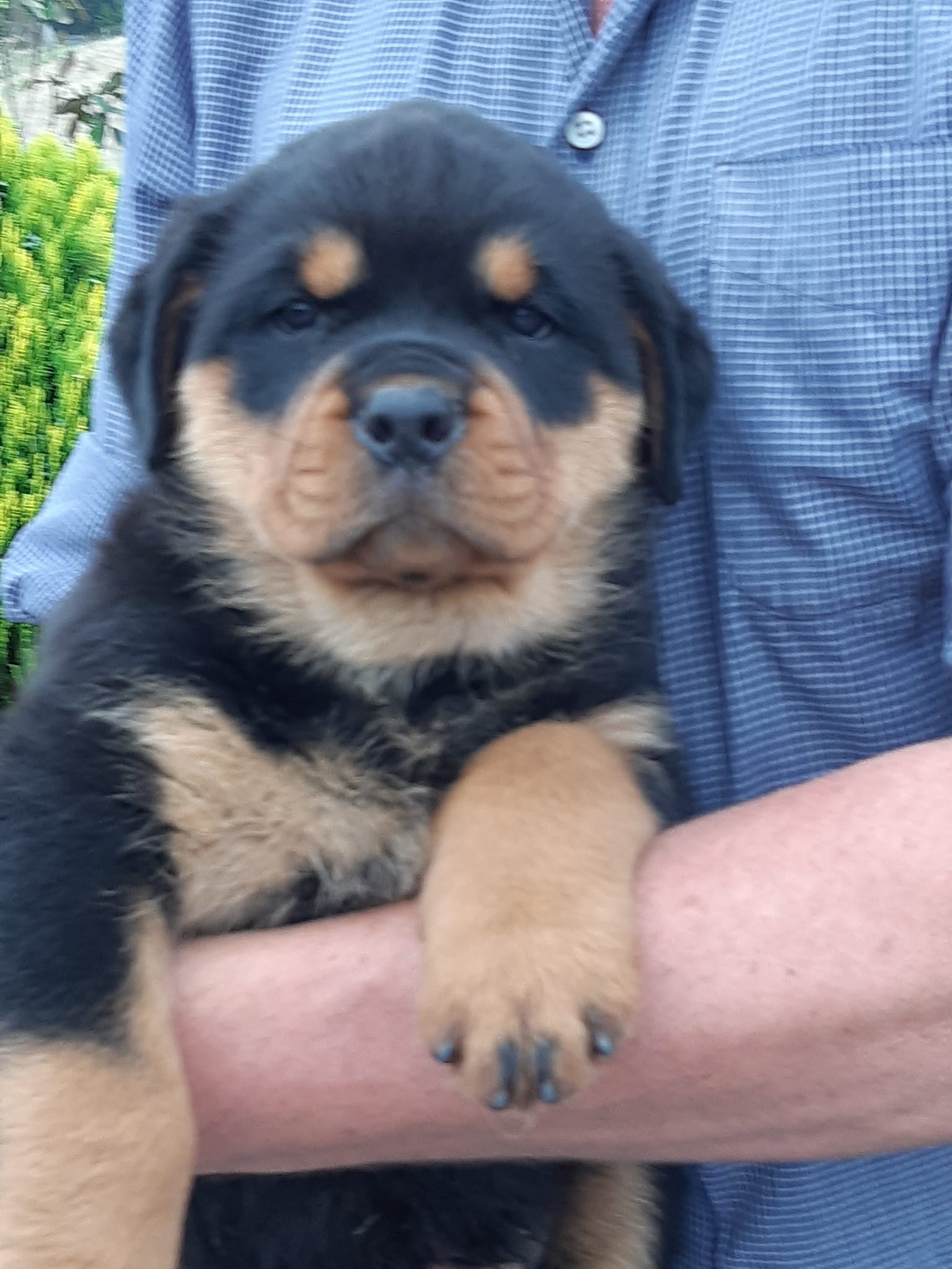 Here are the dolly kids 7 weeks old.... - Moya Rottweilers | Facebook