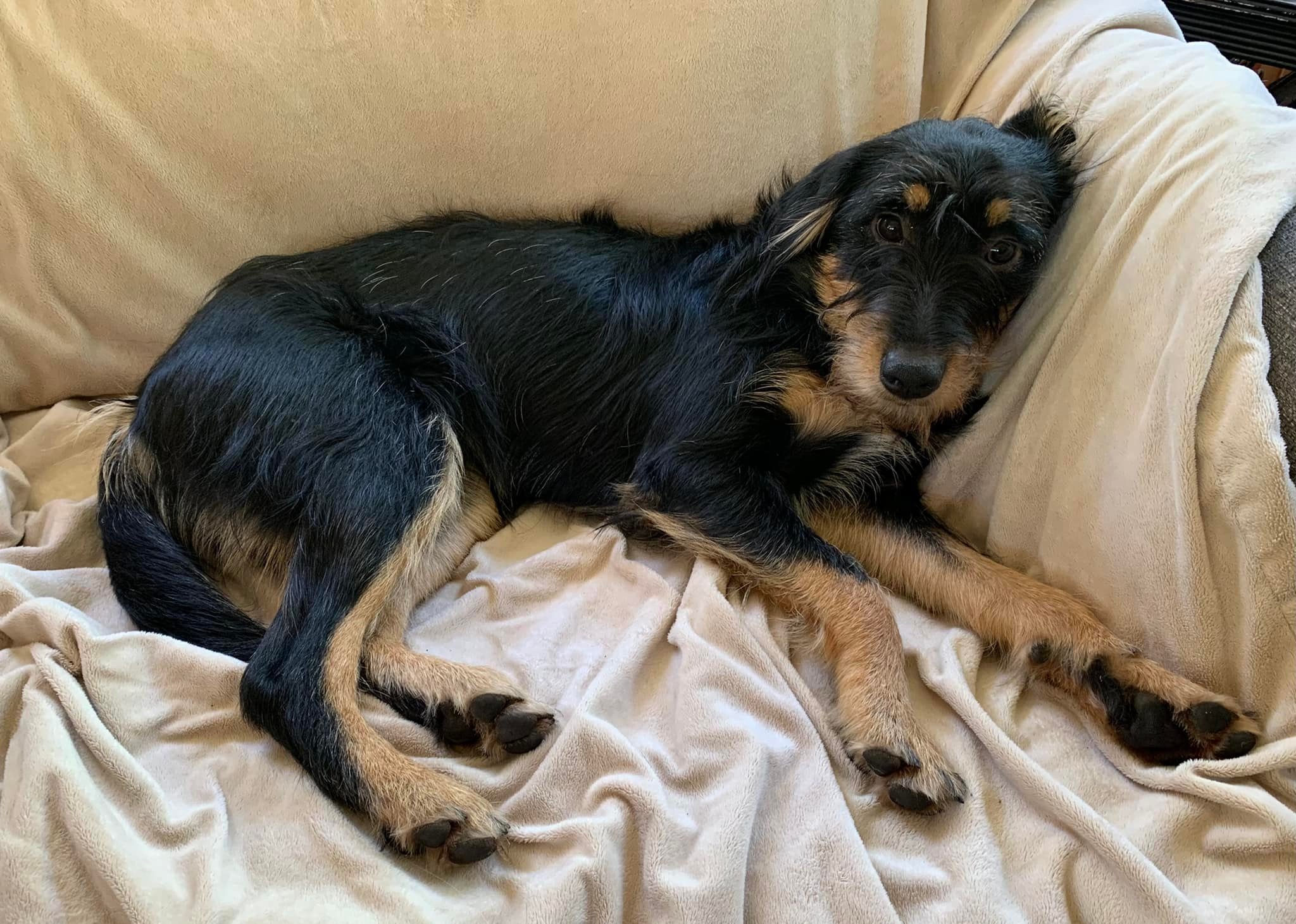 Smidget Rescue - 8 month old male Terrier/Heeler mix... | Facebook