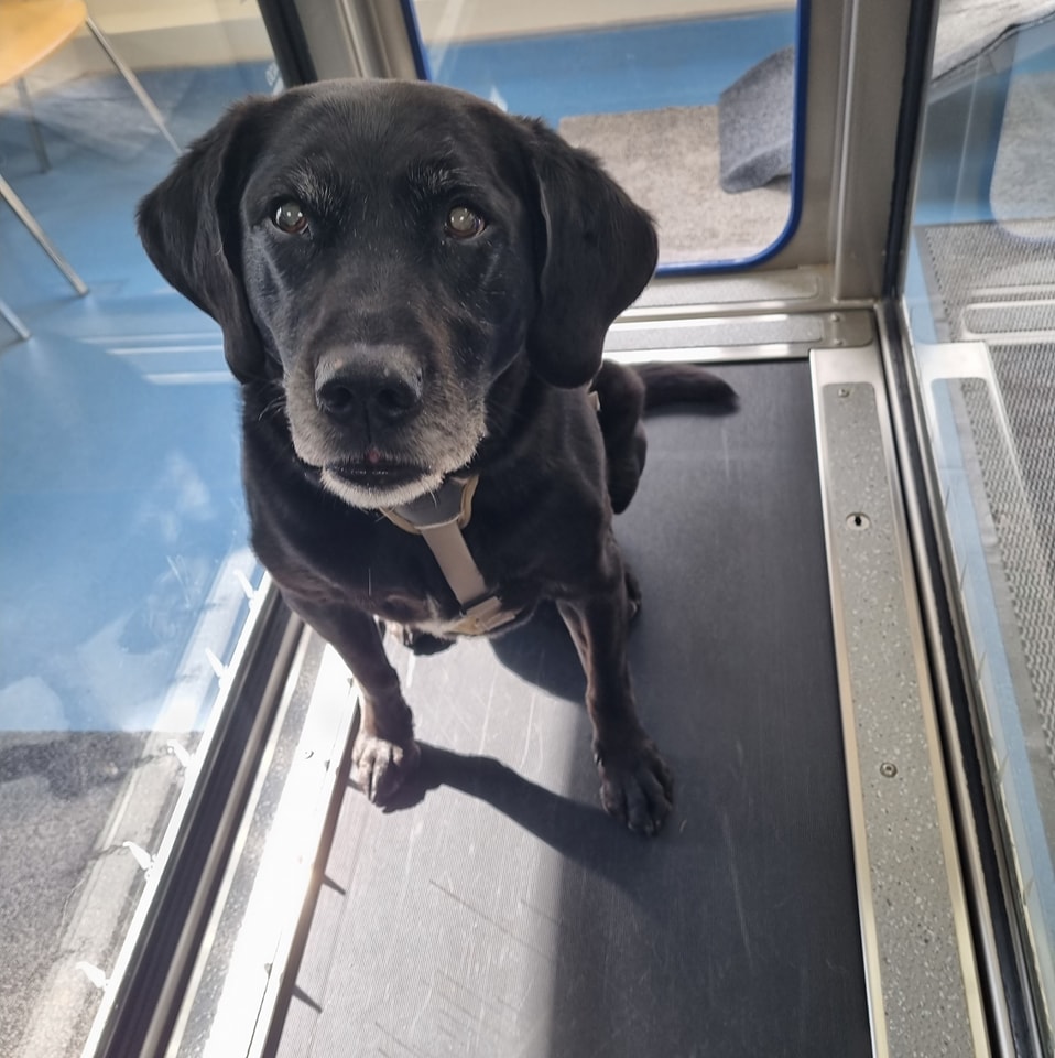 Hydro.vet - 🐶 Meet Buddy 🐶 Buddy is a 12 year old... | Facebook