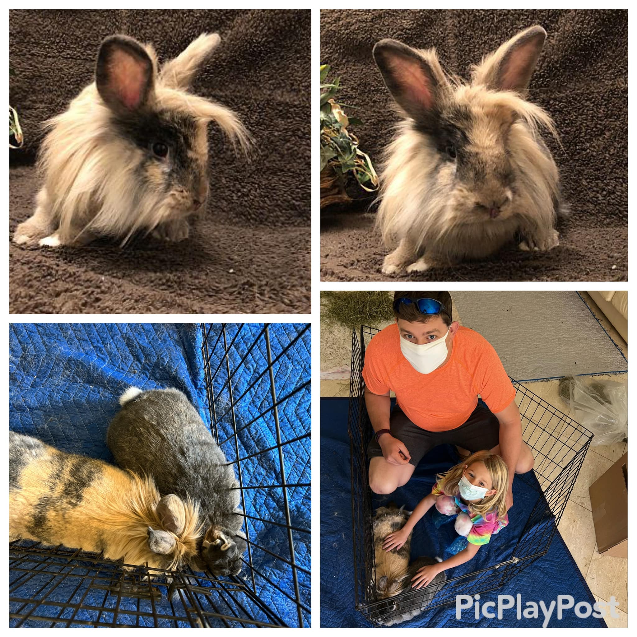 Another successful bonding. 🥰... - East Coast Rabbit Rescue