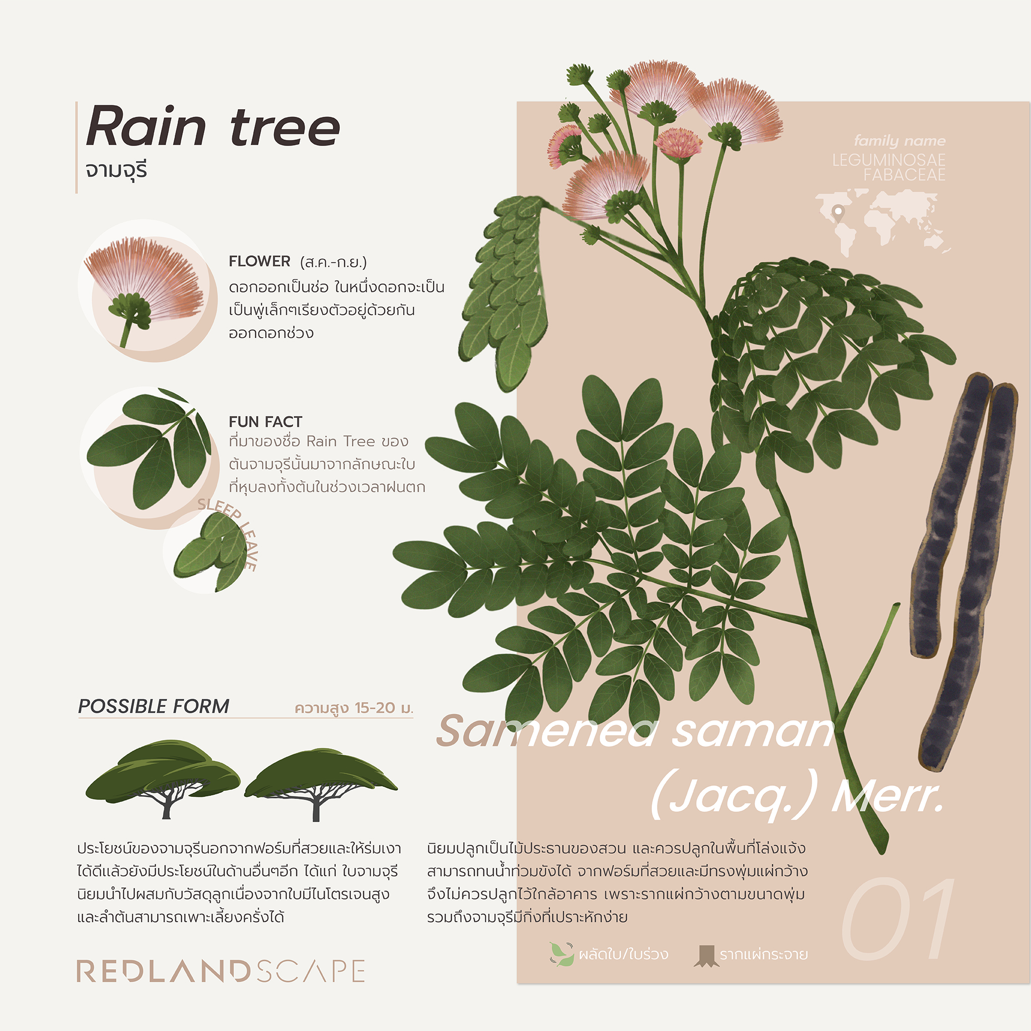 Redland-scape - TREE FORM in LANDSCAPE DESIGN & how we use... | Facebook
