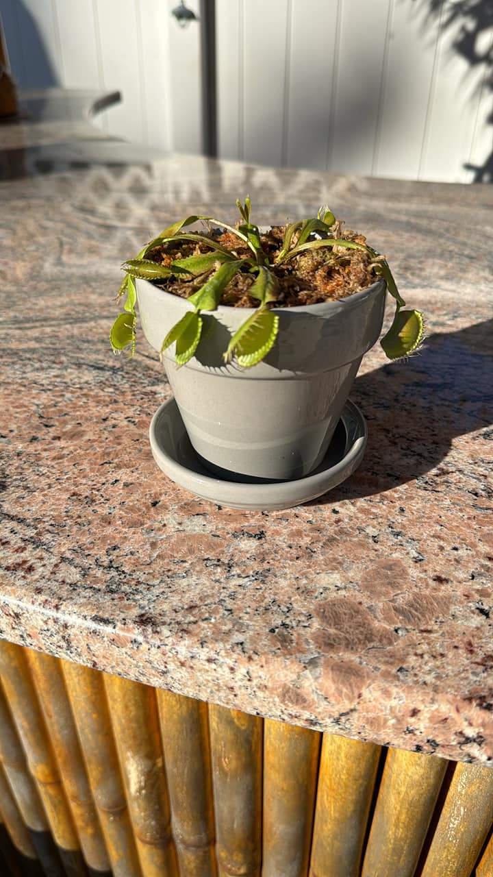 Can Scotts Disease Ex help enlarged and strengthen Venus flytrap?