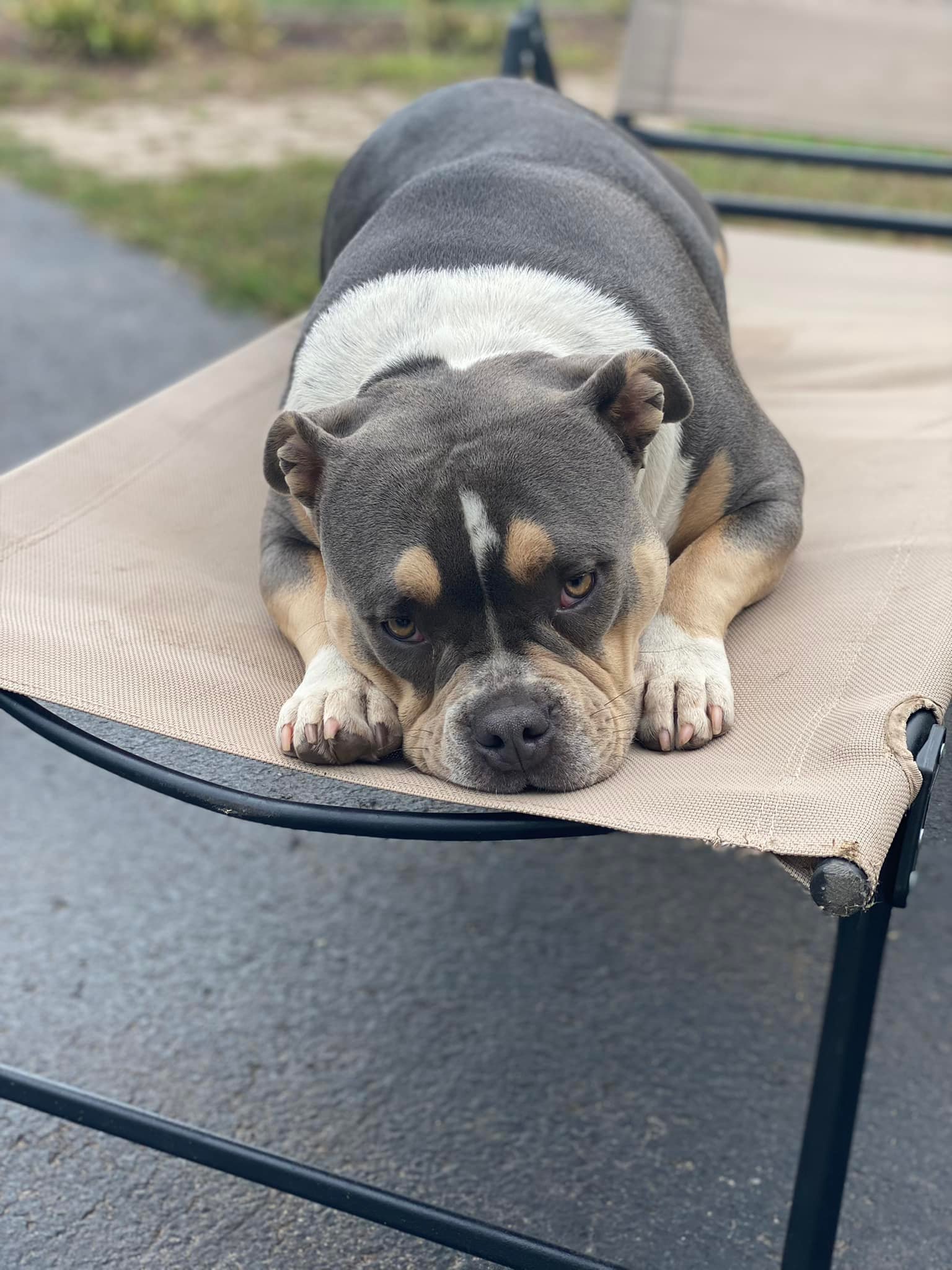 Nala is living her best life relaxing on her own lawn chair!