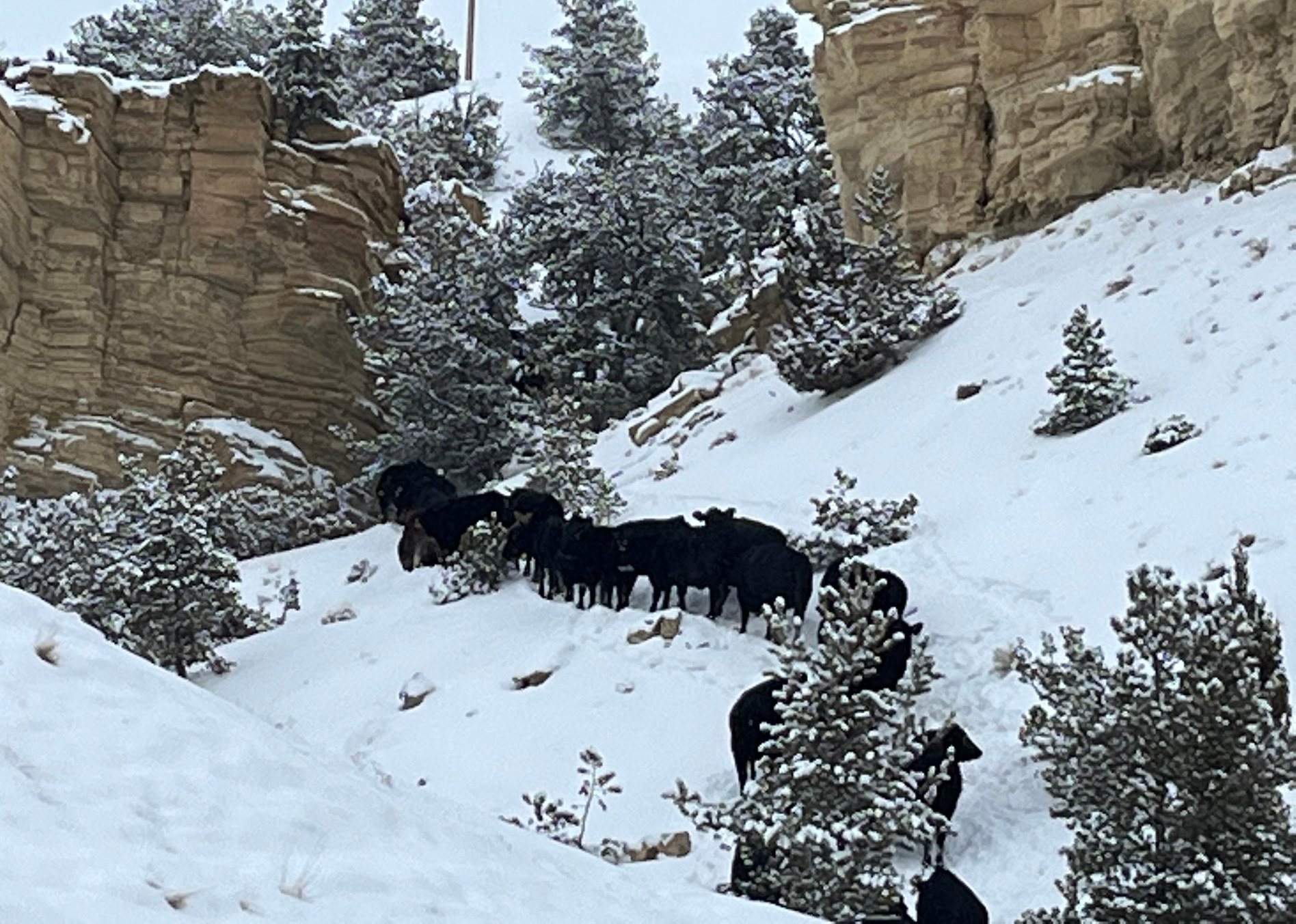 LU Ranch
