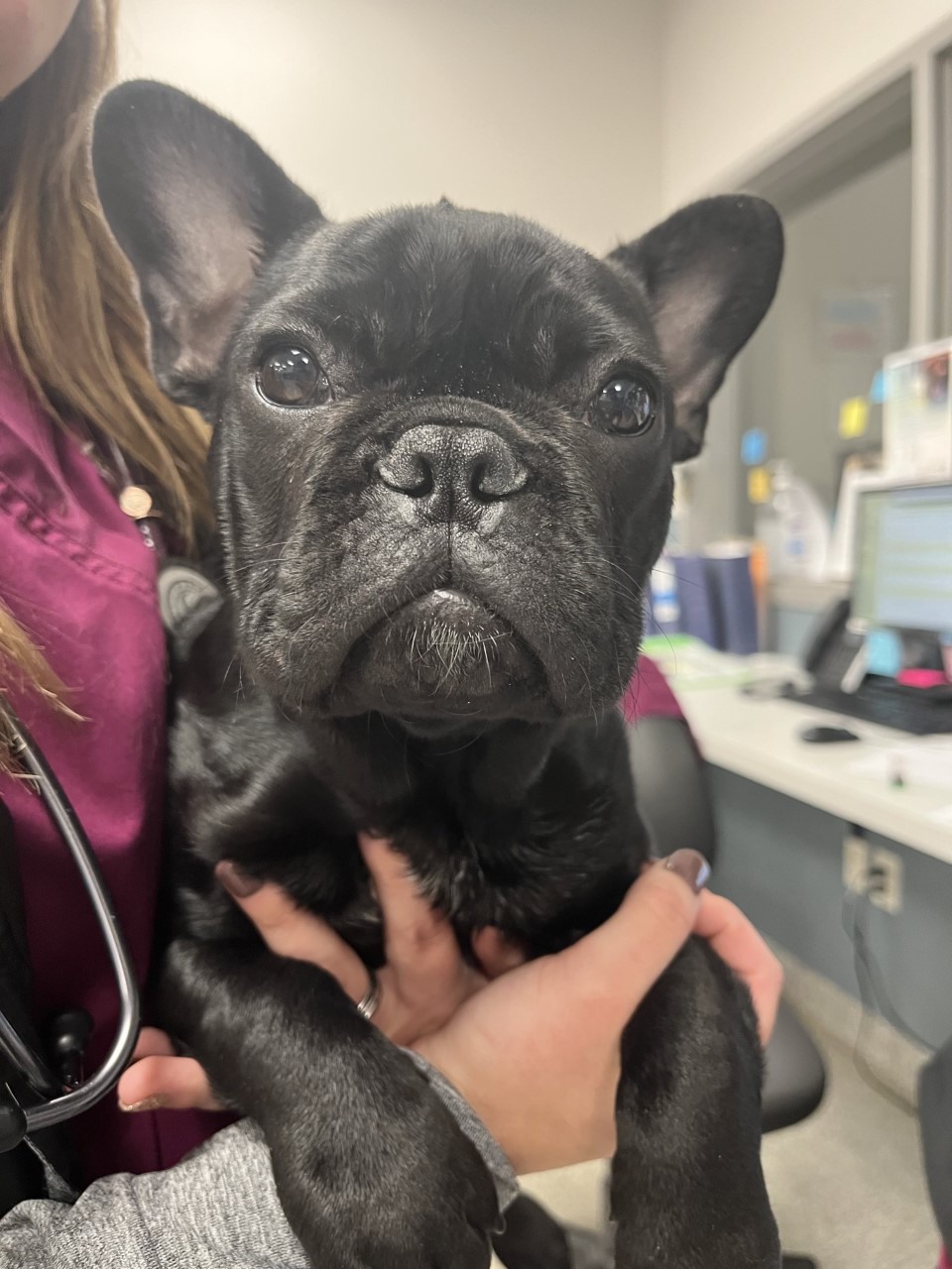 Image showcasing Do Grapes Cause Kidney Failure In Dogs