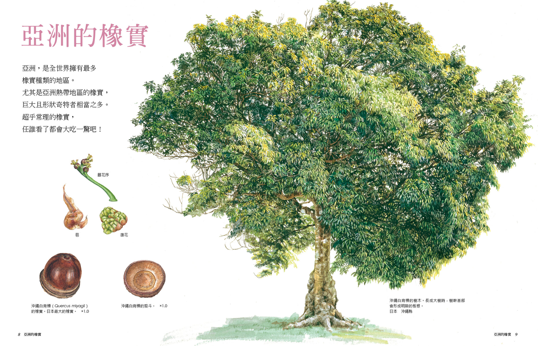 臺灣的橡實家族