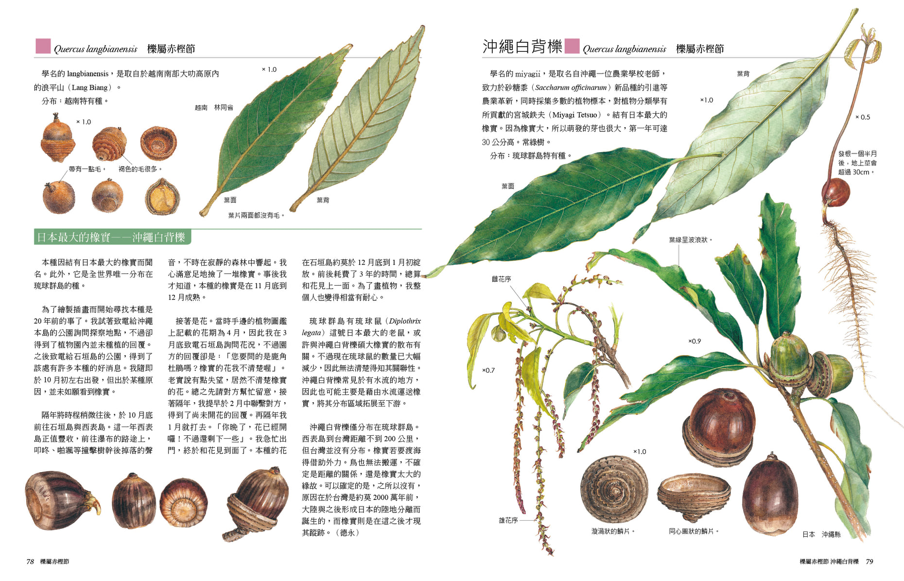臺灣的橡實家族 - 臺灣的橡實家族 added a new photo.