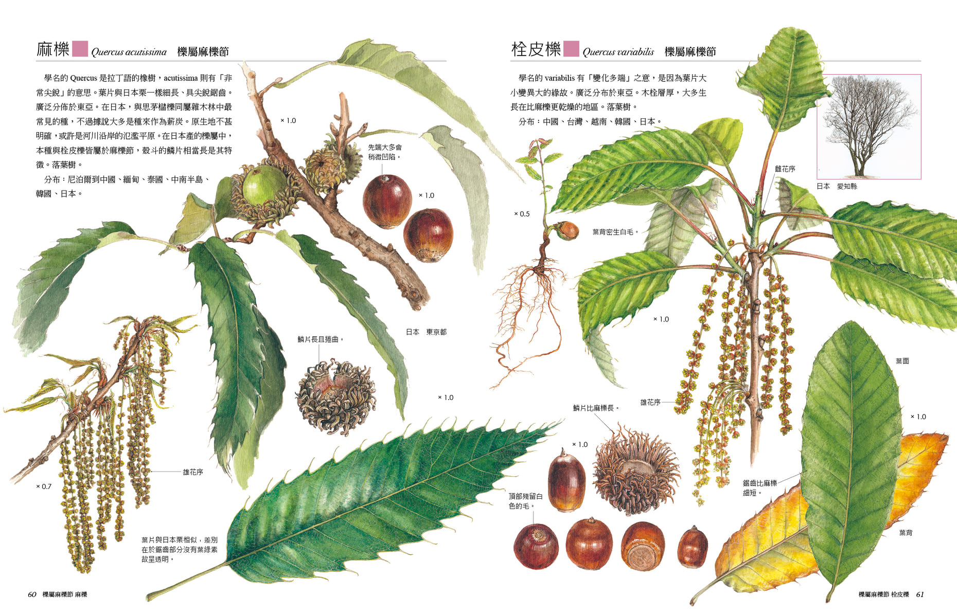 臺灣的橡實家族