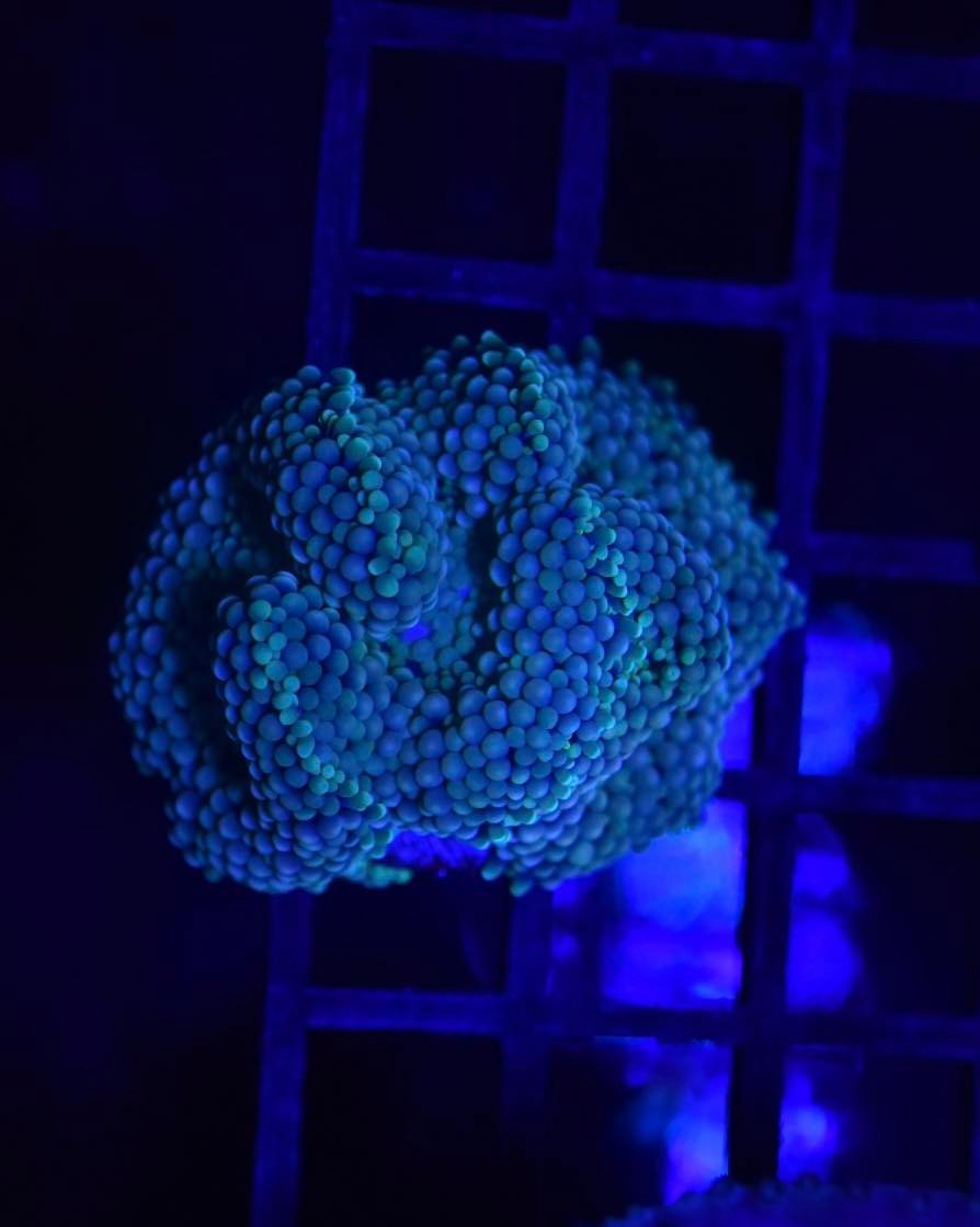 What are some beginner-friendly corals for a reef tank?