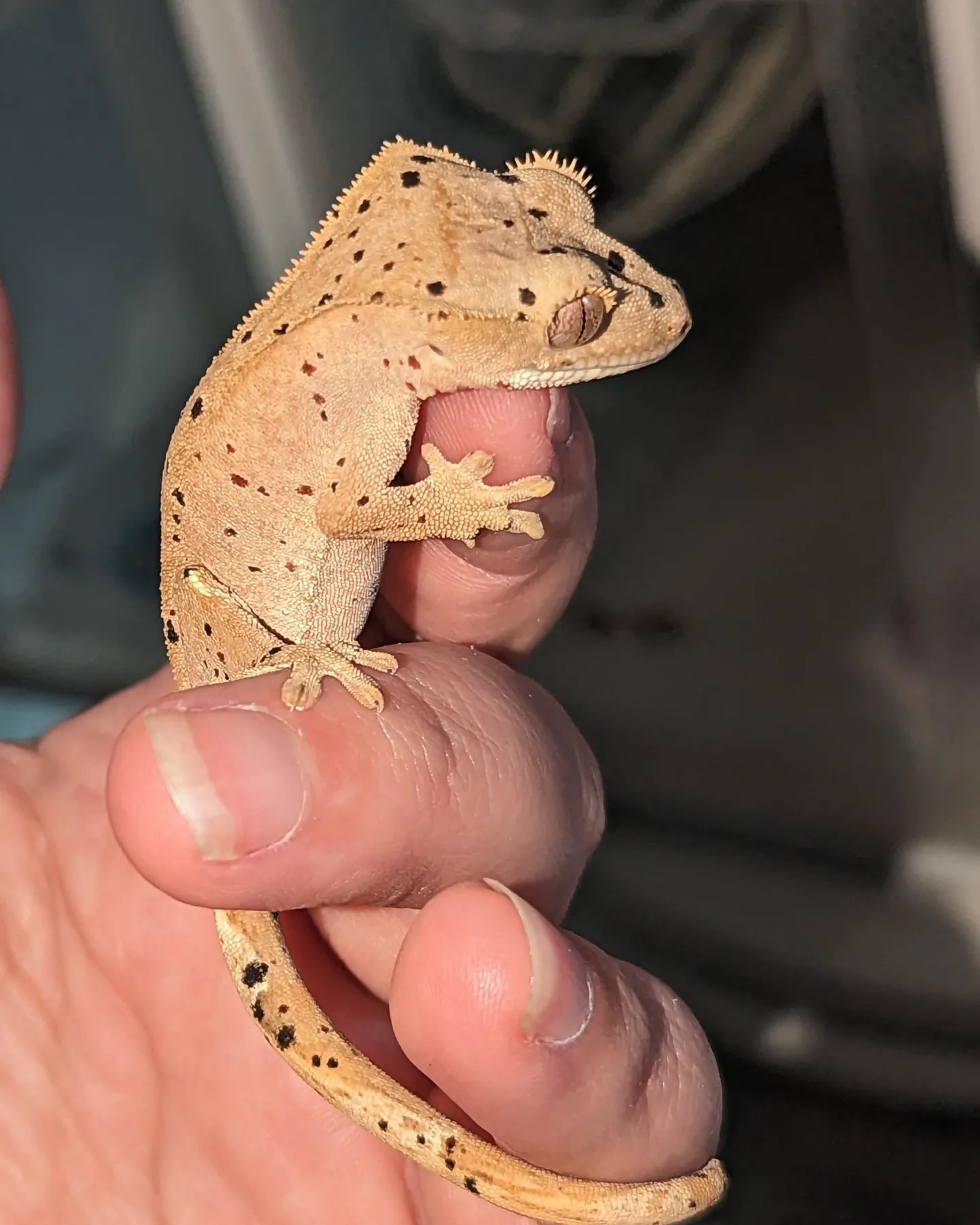 First is a boy and I'm keeping him the... - Jumpy Jawbreakers