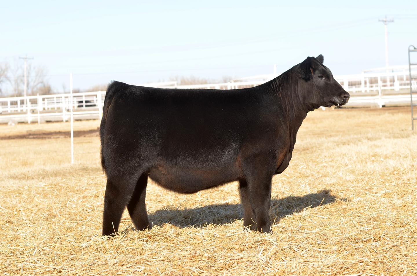 Express Ranches - It’s time for the ladies to shine! 🔦 🟣... | Facebook