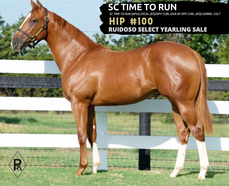 SC Time To Run (Apollitical Jess/Spit... - Reliance Ranches
