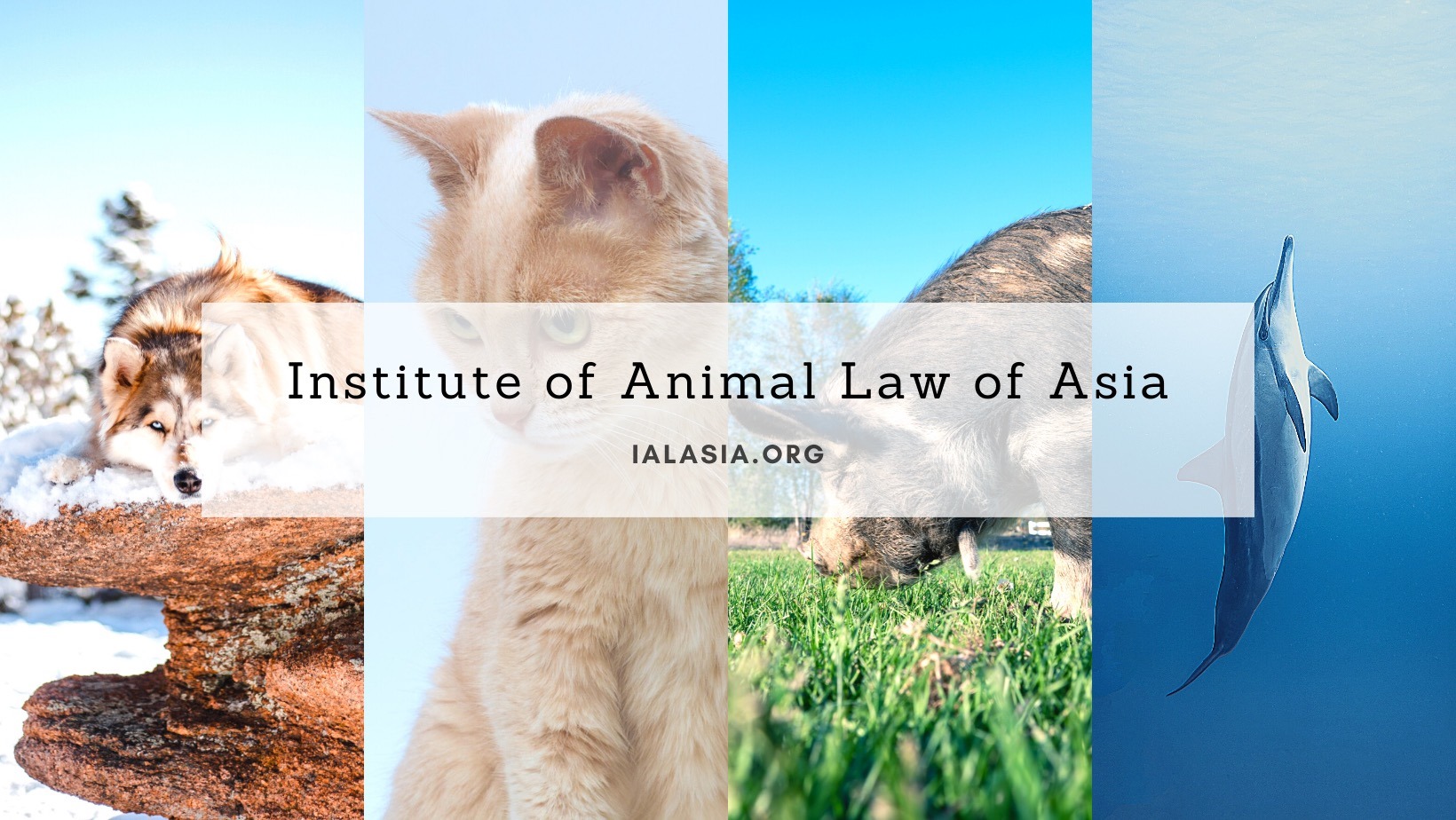 Institute of Animal Law of Asia