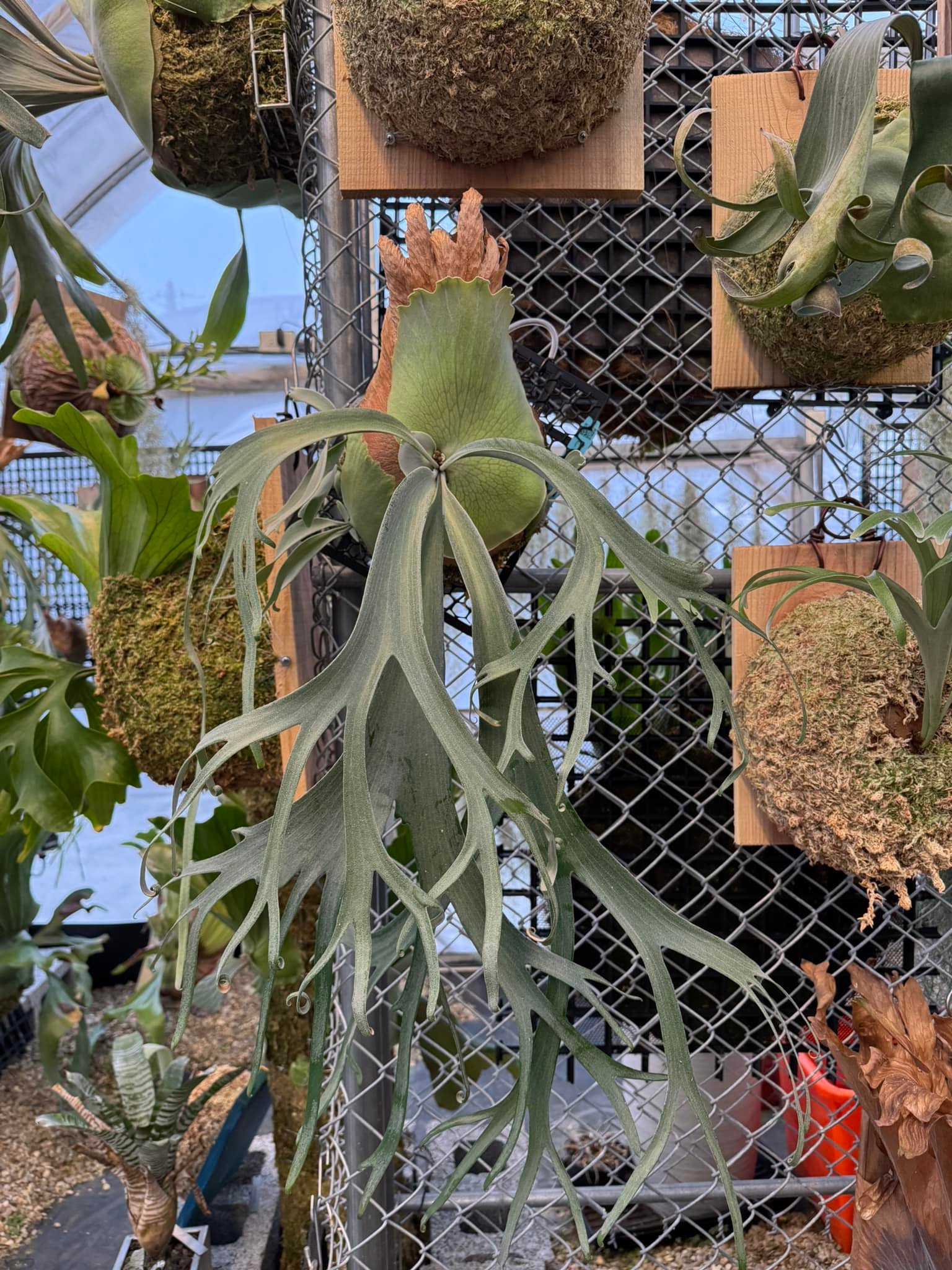 P. Willinckii Leonids 獅子座來自Alan's ferns的側芽自己的母本還在