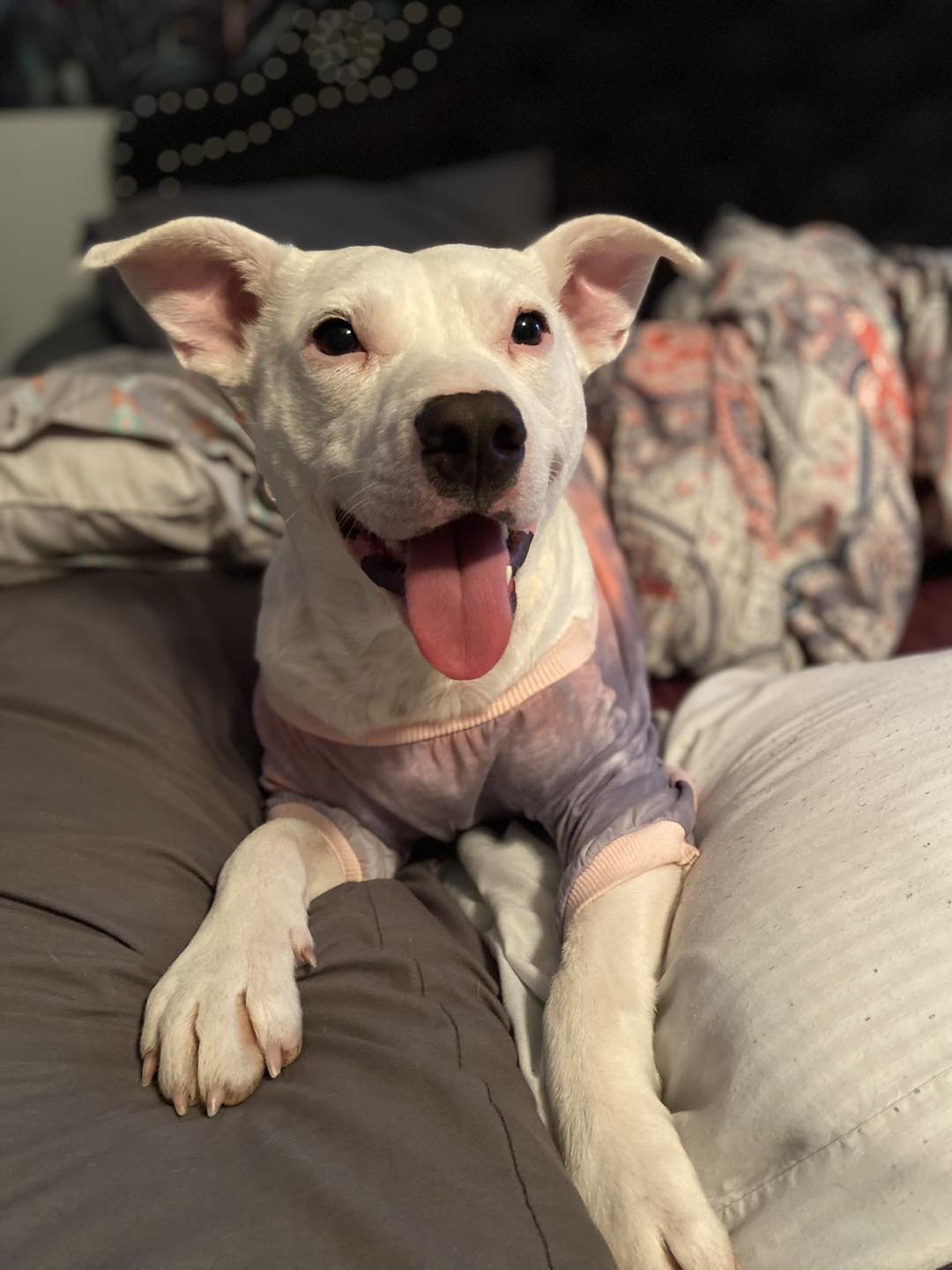 💜 Winnie & Jasmine Updates! 💜 Both... - Pitiful Paws Rescue | Facebook