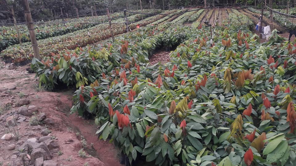 Plantas de Cacao Injerto CCN 51 y Ramilla | Ventanas