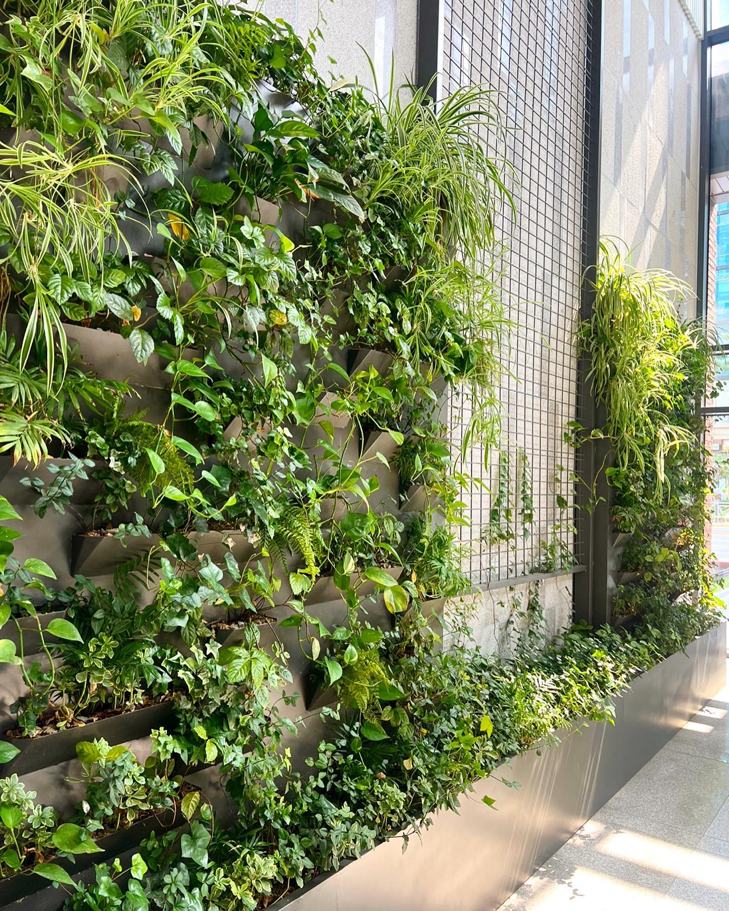 수풀리안 - 수풀리안 선반형 벽면녹화시스템🌿 가산동 에이스타워 실내벽면플랜터 🍀 +점적관수 올해... | Facebook