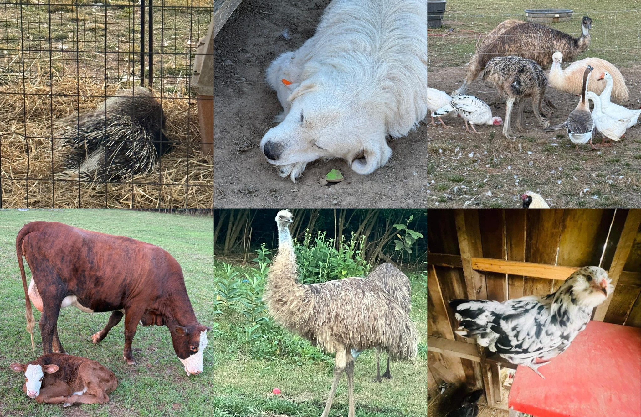 Scratch And Hatch Ranch | Horse Cave KY