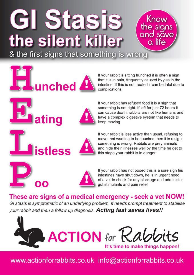 Do you know the key signs of gut... - Rabbit Care information | Facebook