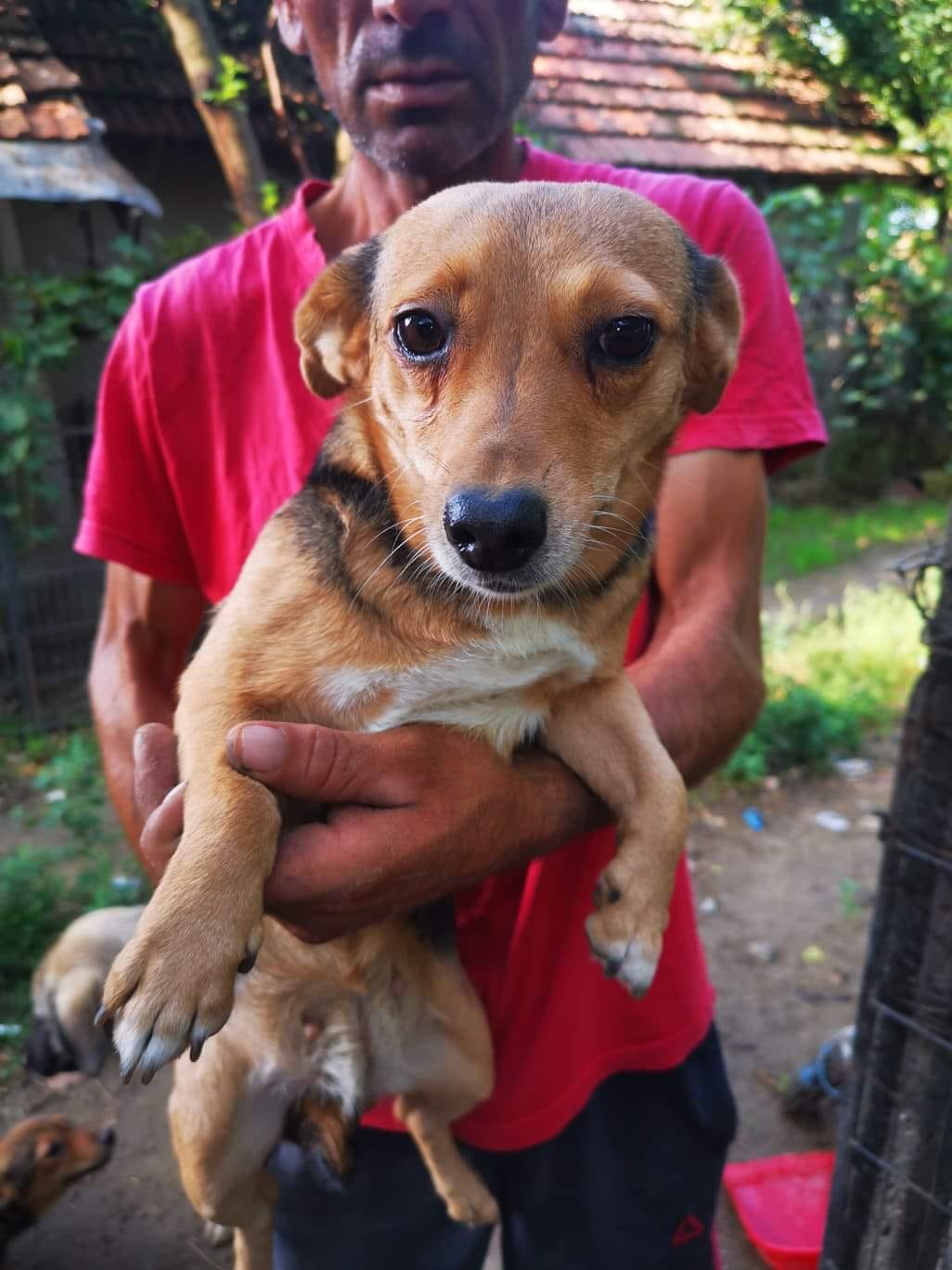 This small size... - Angels 4 Dogs Rescue Charity No: 1177918