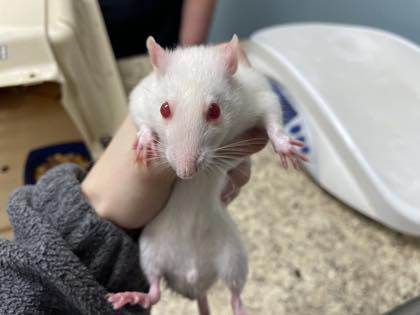 OH RATS!🐀🐁 We’ve got a ton of... - Toledo Humane Society | Facebook