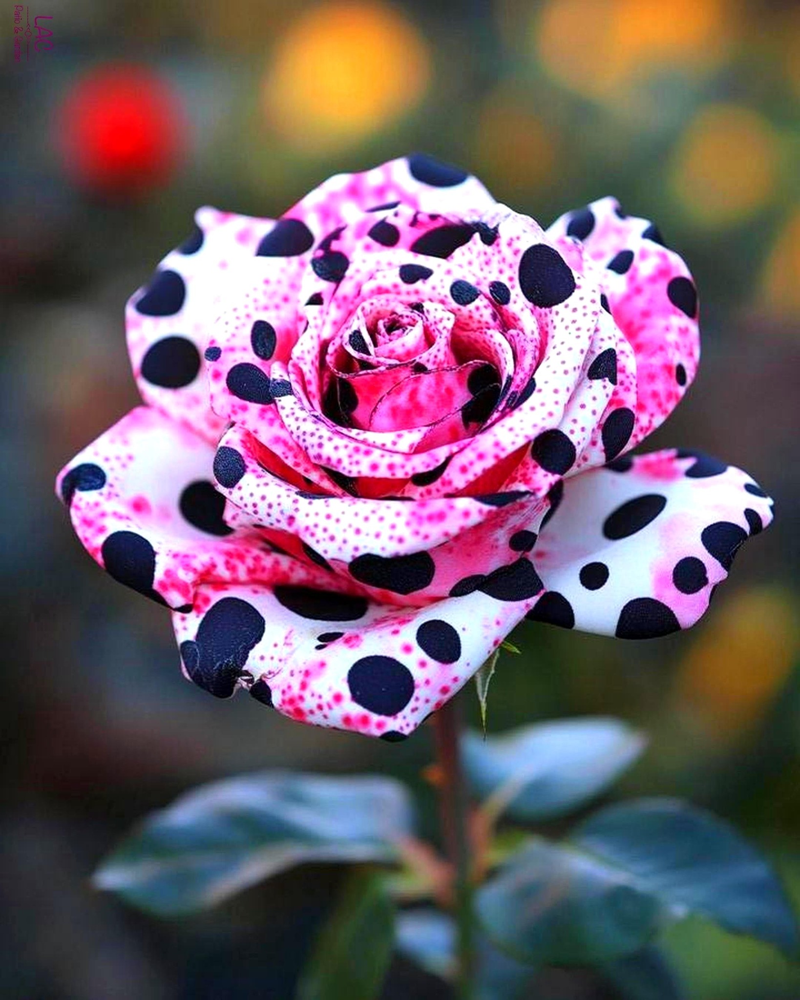 Polka Dot Rose, a rare and mesmerizing rose variety