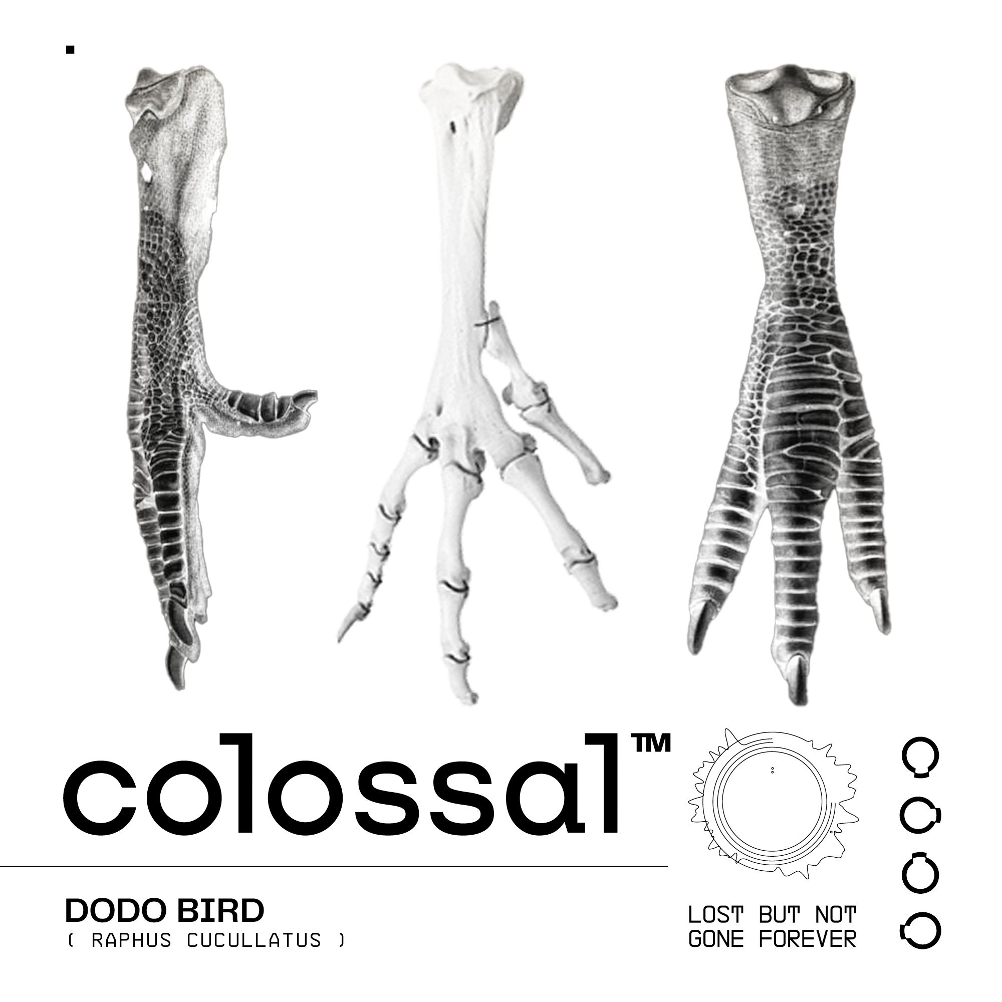 Colossal Biosciences - Contrary to popular belief, the Dodo 🦤 was ...