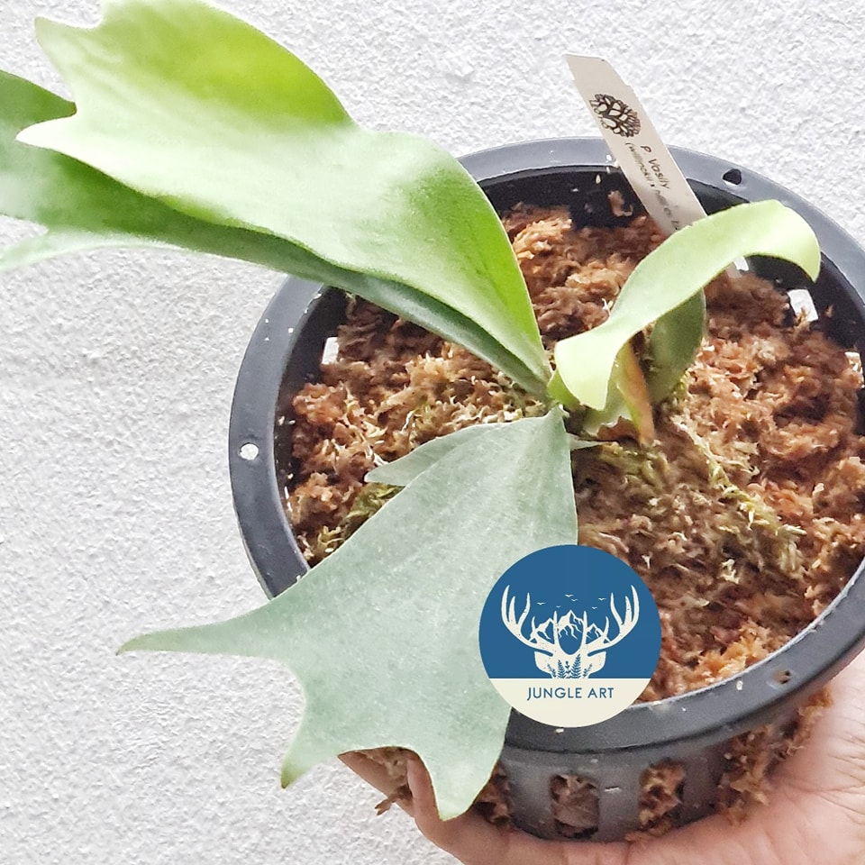Platycerium Vasily (P.willinckii x P.hillii cv lucky strike)