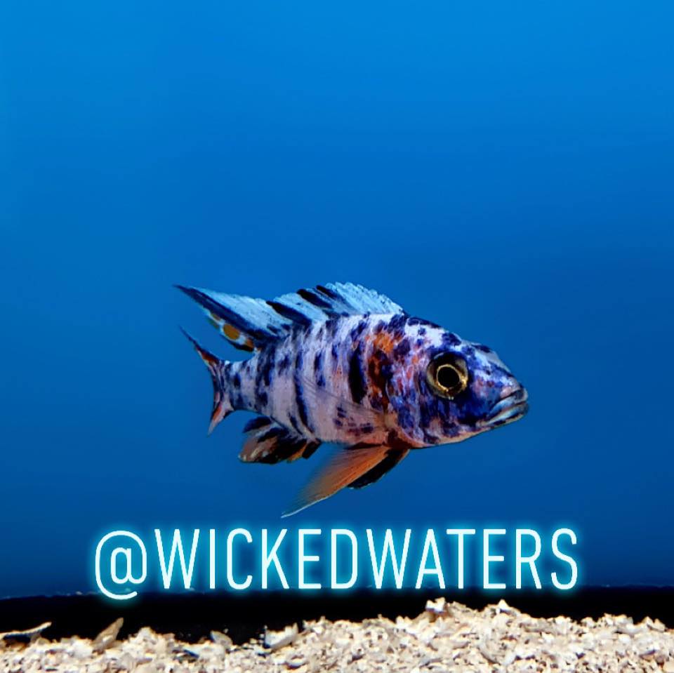 Clap that worm • • • • • • #fypage #fish #aquarium #cichlid #fishtank ...