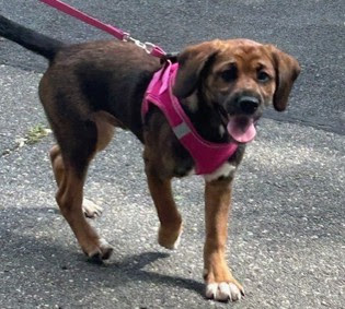 RescueBrew - This is Charlie. He's a 7 month old Lab mix puppy. His ...