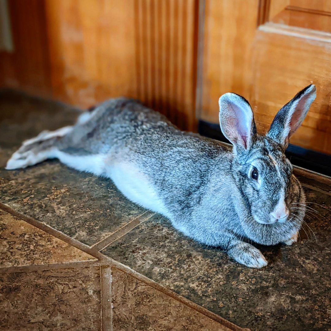 Meet Pebbles! The best... - New Mexico House Rabbit Society | Facebook