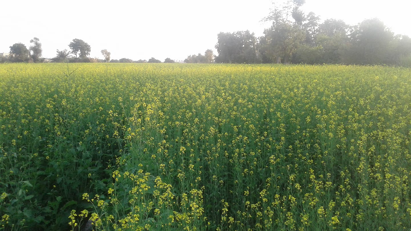 Goth Quli Rajar | Sanghar