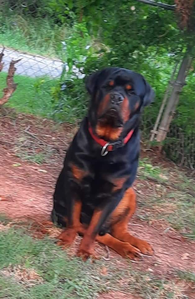 Pacheco Rottweilers - I can not Contain Myself!!! I’m Laughing So Hard ...