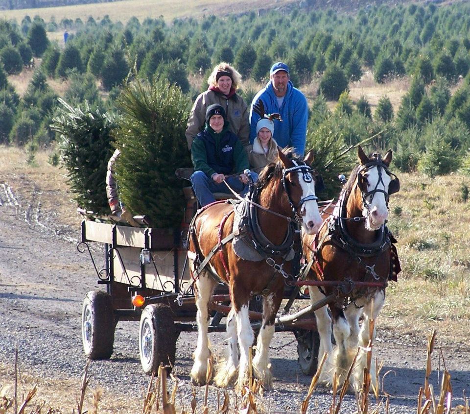 Orchard View Clydesdales