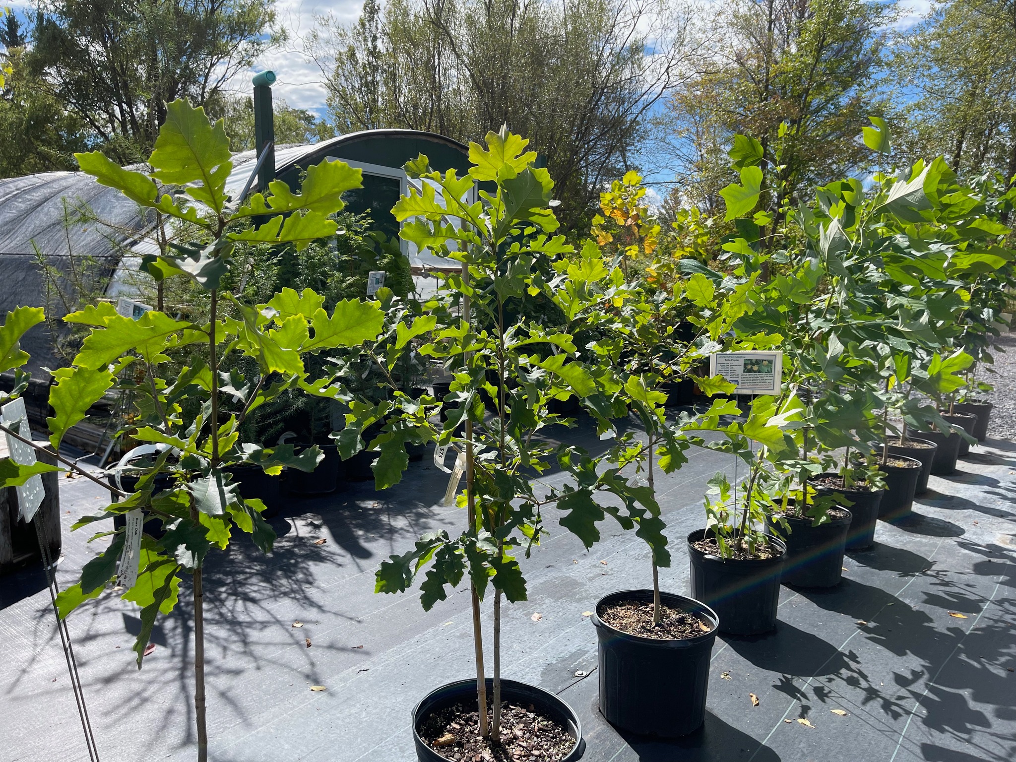 Our Fall Tree Sale continues... - The Plantsmen Nursery