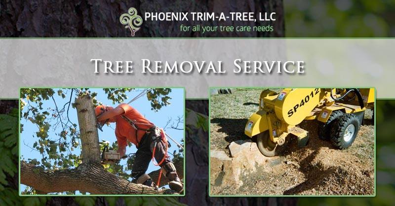 Phoenix Trim-A-Tree | Phoenix AZ